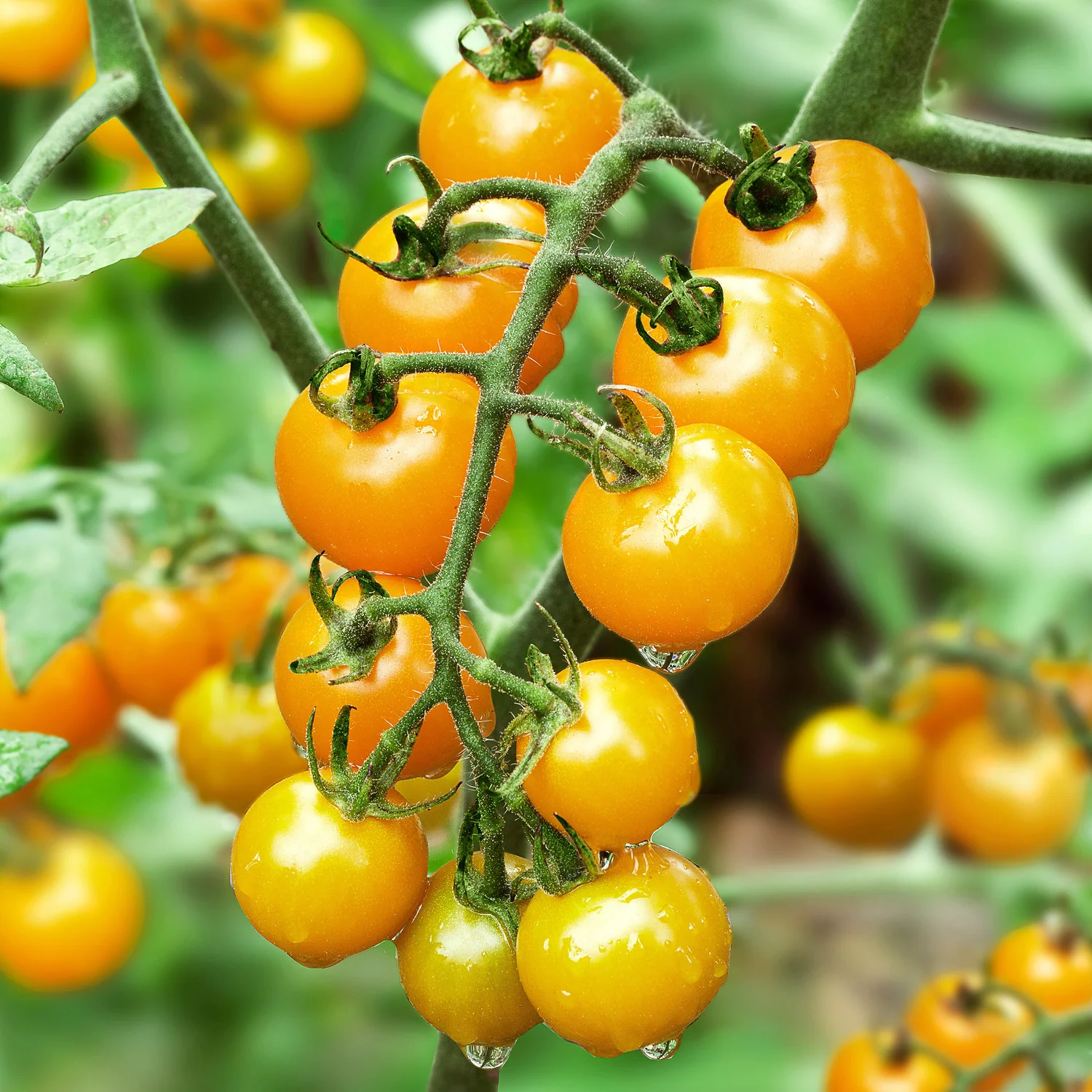 Seminte Tomate Yellow Cherry 0.2g Agrosem - Rosii Cherry Galbene Dulci si Productive [2]