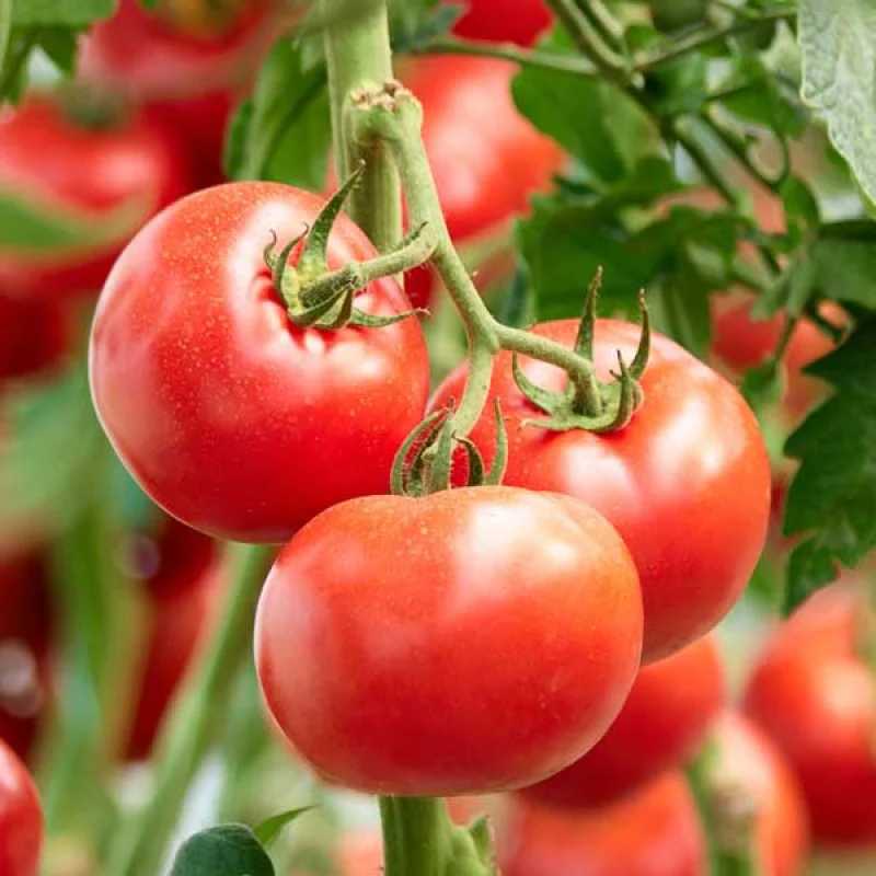 Seminte Tomate Zaraza 0.3g - Soi Romanesc Traditional cu Gust Autentic [1]