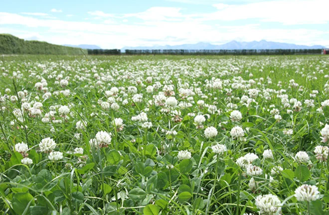 Seminte Trifoi Alb Tarator Rivendel, 100 g, Kertdoktor Kertimag, Talie Pitica si Densitate Mare [3]