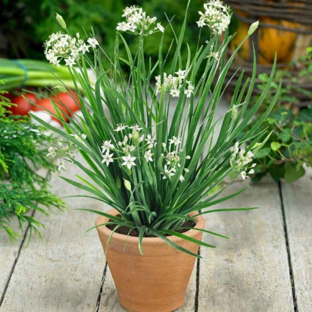 Seminte Usturoi de Frunze 1g Kertimag - Usturoi Chinezesc Garlic Chives [3]