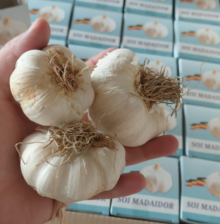 Seminte Usturoi de Plantat Madaidor Cutie 3 Bulbi - Soi Certificat cu Aromara Intensa si Bulb Mare [1]