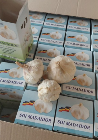 Seminte Usturoi de Plantat Madaidor Cutie 3 Bulbi - Soi Certificat cu Aromara Intensa si Bulb Mare [2]