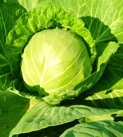 Seminte Varza Amager 2g Kertimag - Soi Tardiv Excelent pentru Depozitare [2]