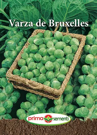 Seminte varza - Seminte Varza de Bruxelles 5g - Soi Productiv si Rezistent la Frig pentru Recolte de Iarna