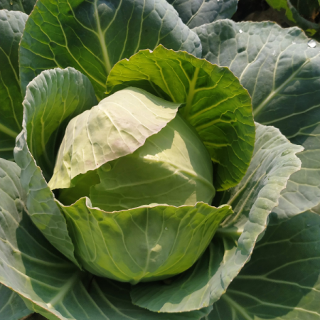 Seminte Varza de Buzau, Plic 0.5 g, Prima Sementi, Soi Romanesc Tardiv pentru Murat [1]