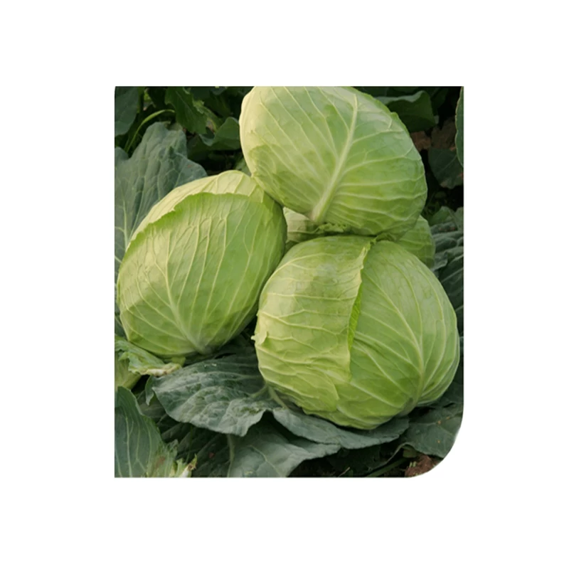 Seminte Varza Szentesi Lapos 50g Kertimag - Varza Turteasca Ideala pentru Murat [1]