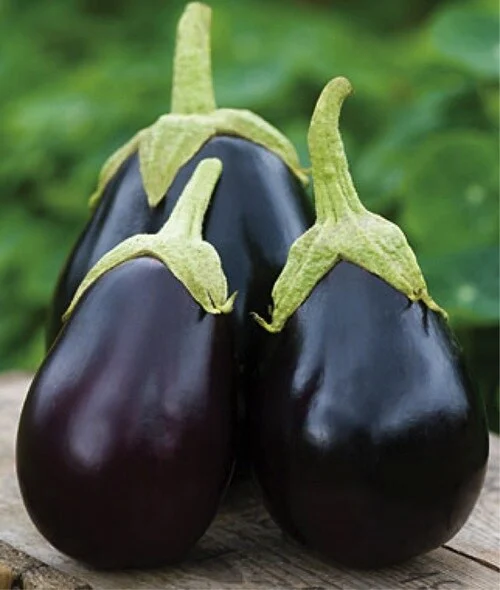 Seminte Vinete Black Beauty 2g PrimaSementi - Soi Clasic Productiv cu Fructe Mari si Lucioase [2]