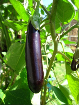 Seminte Vinete Long Purple 2g Agrosem - Soi Semitimpuriu Fructe Alungite [1]