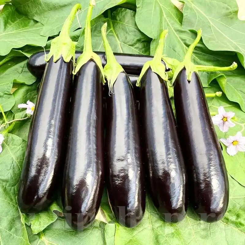 Seminte Vinete Long Purple 2g Agrosem - Soi Semitimpuriu Fructe Alungite [2]