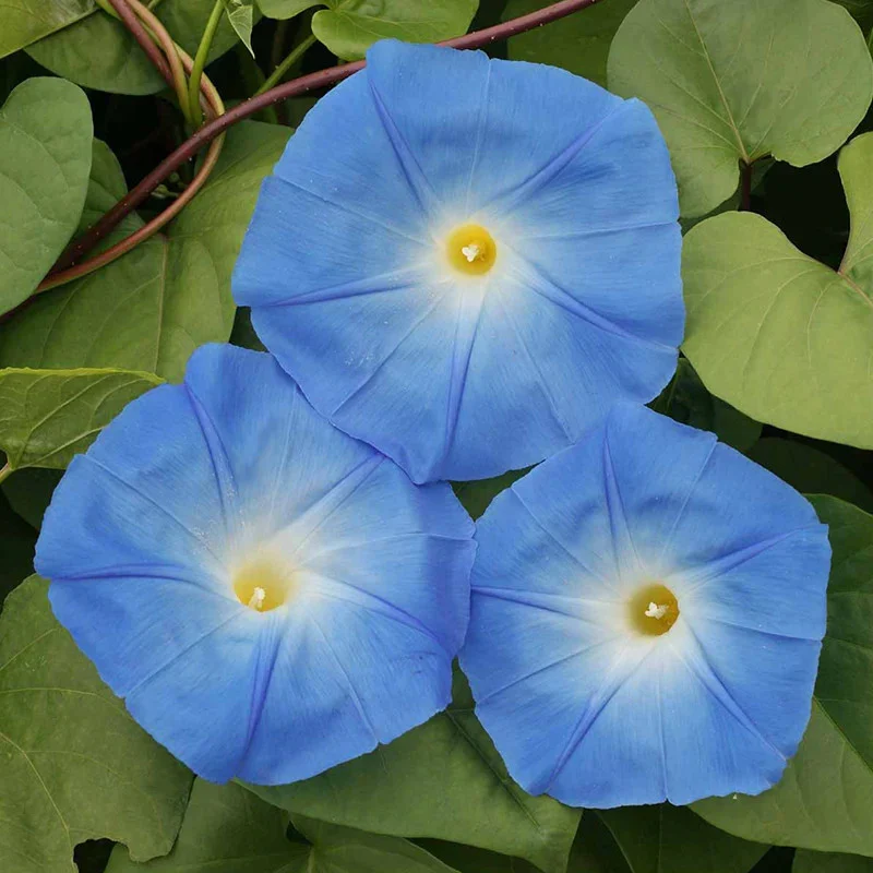 Seminte Zorele Albastru Deschis, Plic 2g, Planta Agatatoare Ipomoea, Kerimag [1]