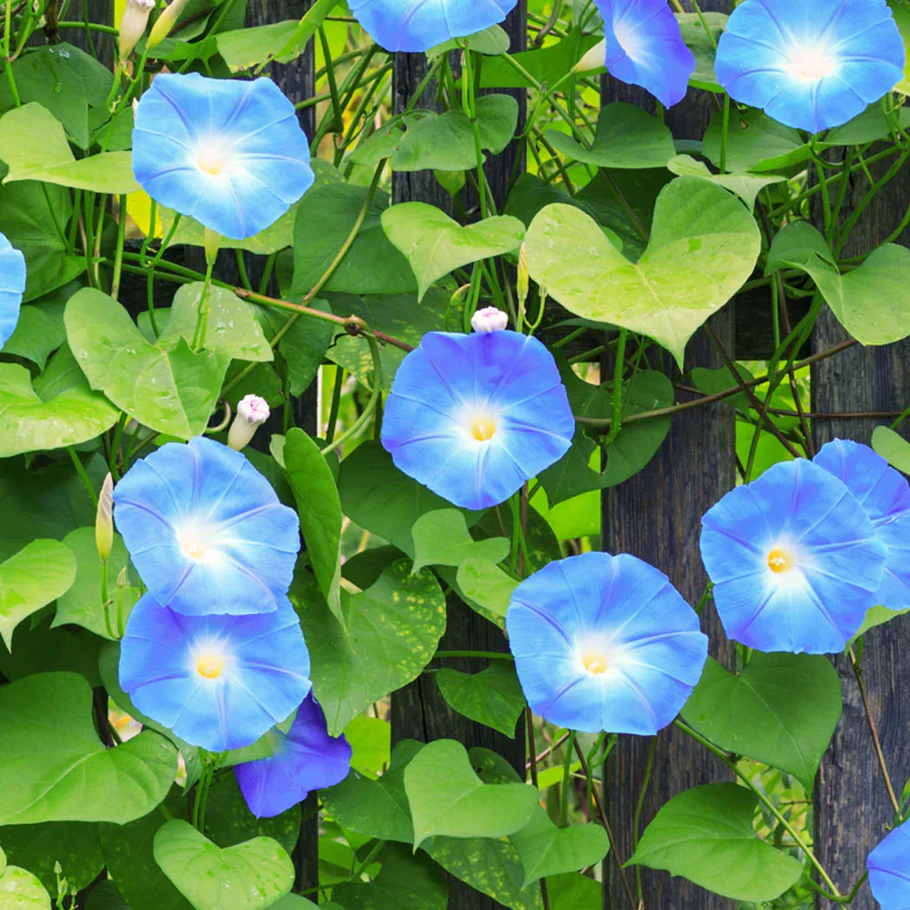 Seminte Zorele Albastru Deschis, Plic 2g, Planta Agatatoare Ipomoea, Kerimag [2]