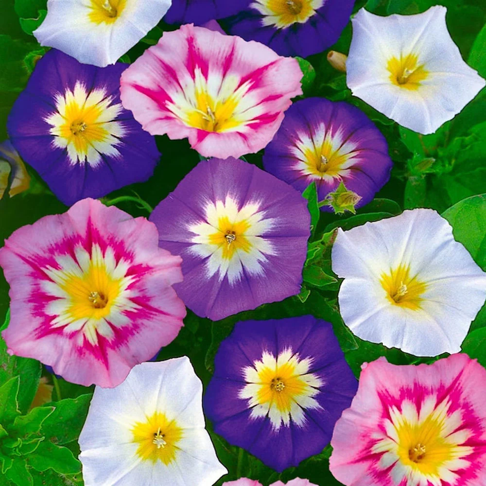 Seminte Zorele Pitice Tricolor (Convolvulus tricolor), 2 g, Kertimag [1]