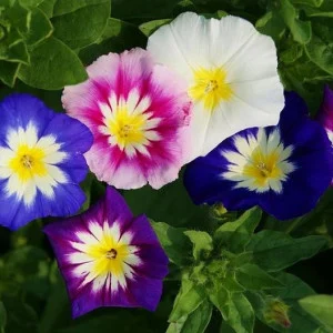 Seminte Zorele Pitice Tricolor (Convolvulus tricolor), 2 g, Kertimag [2]
