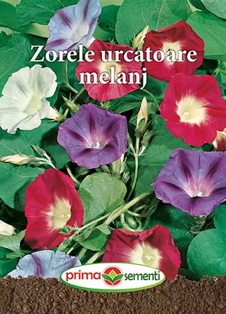 Seminte - Seminte Zorele Urcatoare 1g - Flori Anuale Agatatoare
