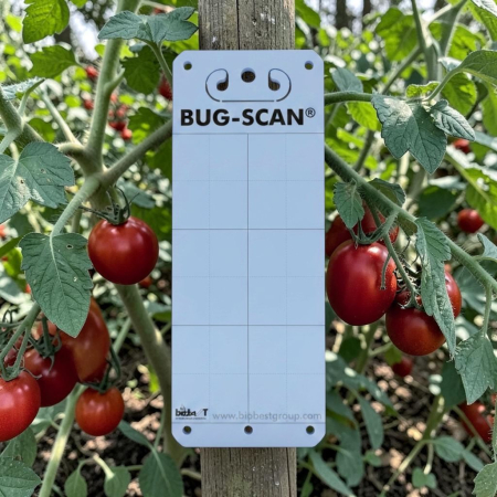 Set 20 Capcane Albastre Adezive Klastorf, 25 x 10 cm, cu Feromoni, Special pentru Tripsi [2]