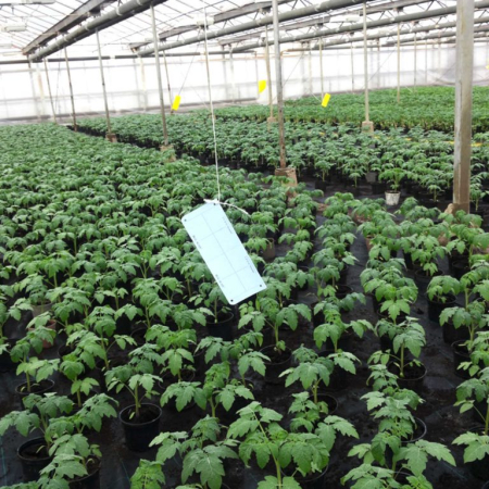 Set 20 Capcane Albastre Adezive Klastorf, 25 x 10 cm, cu Feromoni, Special pentru Tripsi [3]