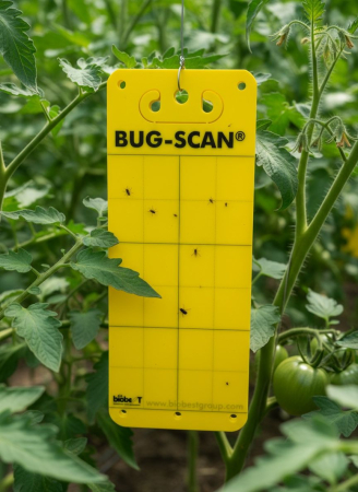 Set 20 Capcane Galbene Adezive Klastorf, 25 x 10 cm, cu Feromoni, pentru Musculita Alba, Afide si Miniere [1]