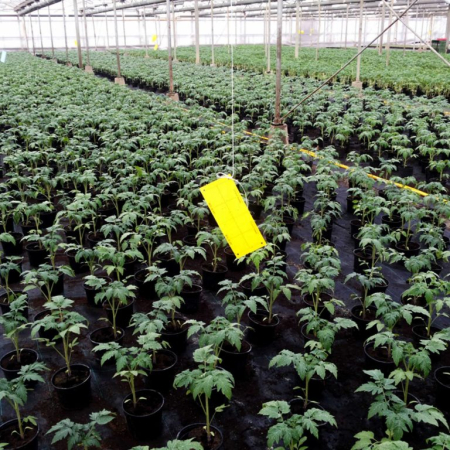 Set 20 Capcane Galbene Adezive Klastorf, 25 x 10 cm, cu Feromoni, pentru Musculita Alba, Afide si Miniere [2]