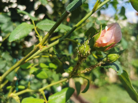 Spray impotriva afidelor 250 ml Biopon - Protectie Rapida si Eficienta pentru Plante [2]