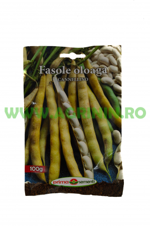 Seminte fasole - Fasole oloagă- Cannelino