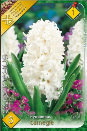 Bulbi de flori - Zambila Alba - Hyacinthus Carnegie