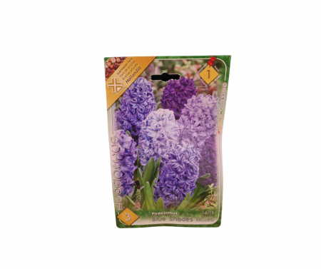 Bulbi de flori - Zambila albastra / Blue shades