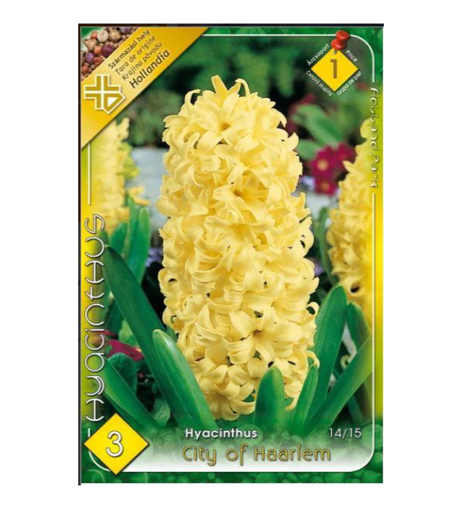 Bulbi de flori - Zambila Galbena / Hyacinthus City of Harlem