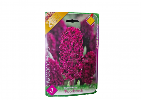Bulbi de flori - Zambila mov / Hyacinthus Woodstock