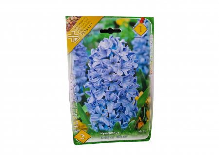 Bulbi de flori - Zambila albastra / Hyacinthus Delfts blue