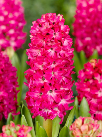 Zambila Roz / Hyacinthus Jan Bos 3 bulbi [2]