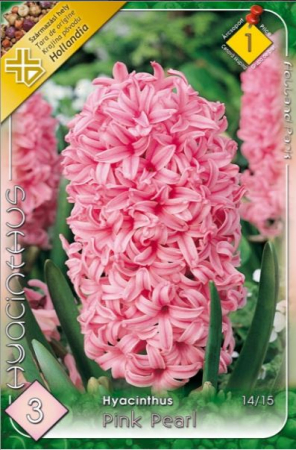 Bulbi de flori - Zambila roz / Hyacinthus Pink pearl