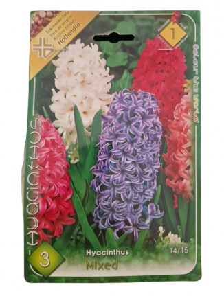 Bulbi de flori - Zambile mix de culori / Hyacinthus mixed