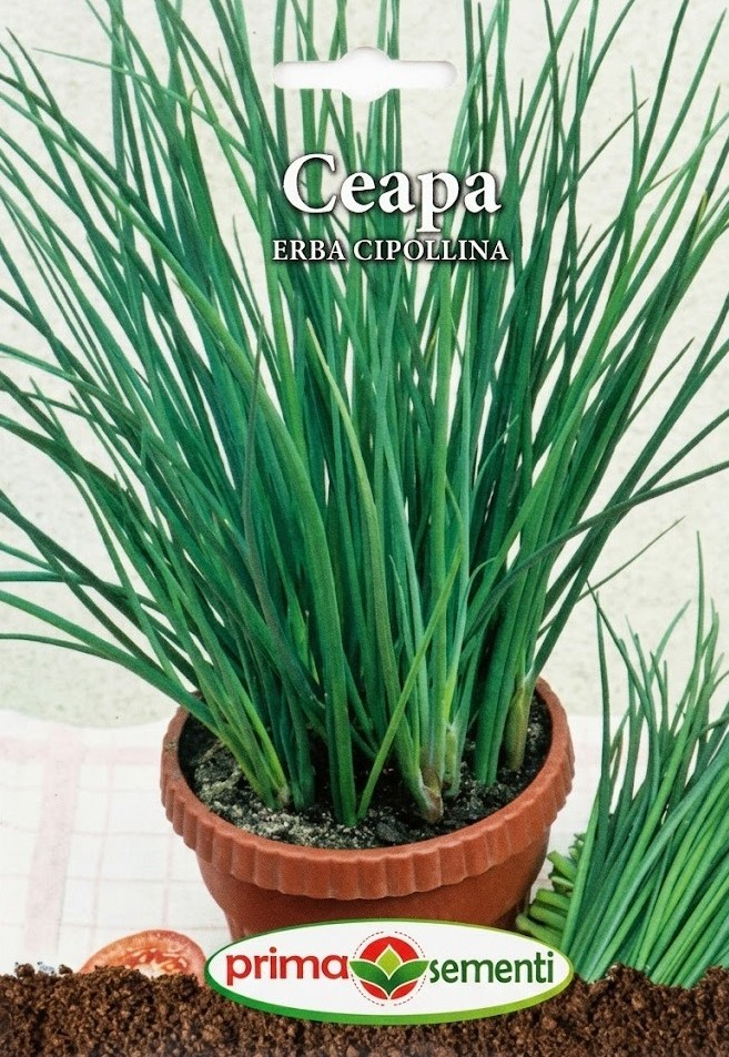 Seminte Ceapa Perena Erba Cipollina - Chives 1g
