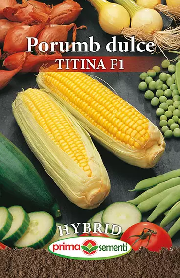 Seminte Porumb Dulce Titina F1 10g - Hibrid Extra Timpuriu Foarte Dulce si Productiv