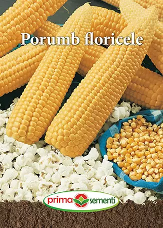 Seminte Porumb Floricele Popcorn 8g - Soi Productiv cu Expandare Excelenta