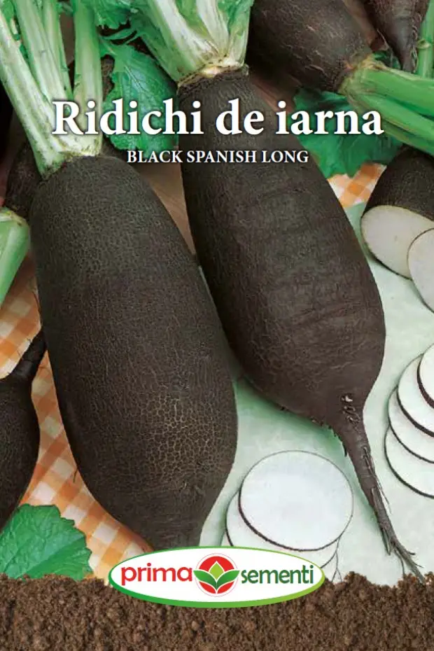 Seminte Ridichi de Iarna Black Spanish Long 6g - Soi Negru Lung Medicinal si Ideal pentru Pastrare Iarna