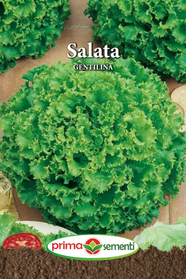 Seminte Salata Gentilina 3g - Soi Fraged Cresp Foarte Productiv si Rezistent la Înflorire