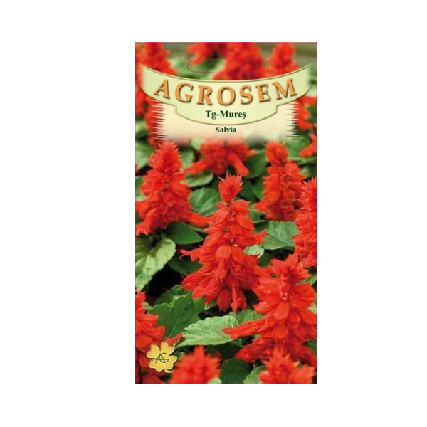 Seminte Salvie Rosie (Salvia Splendens), Plic 0.1g, Flori Decorative Intens Colorate, Agrosem