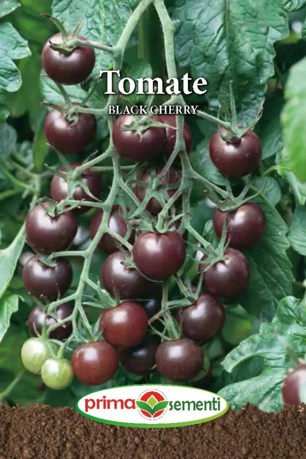 Seminte Tomate Black Cherry 0.10g - Rosii Cherry Negre Foarte Dulci si Aromate
