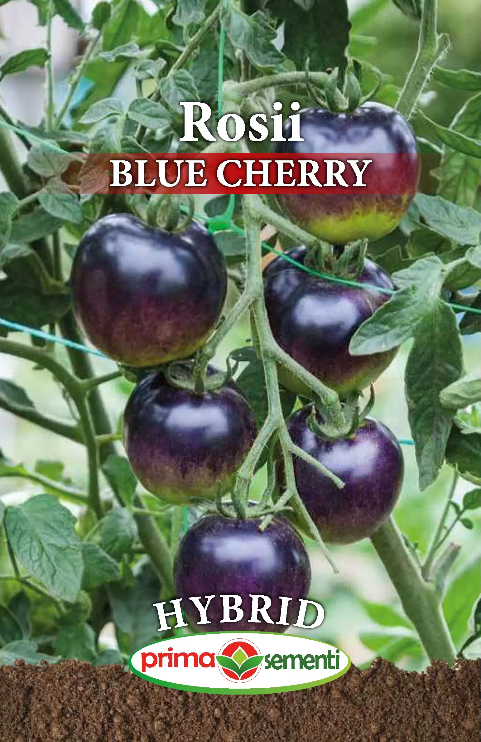 Seminte Tomate Blue Cherry 0.1g - Rosii Cherry Negru-Albastrui Bogate in Antioxidanti