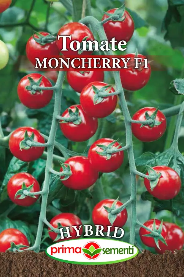 Seminte Tomate Moncherry F1 0.5g - Hibrid Profesional Cherry Foarte Dulce si Productiv