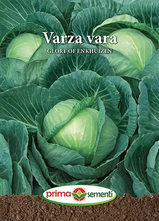 Seminte Varza de Vara Glory of Enkhuizen 5g - Soi Olandez Productiv si Zemos