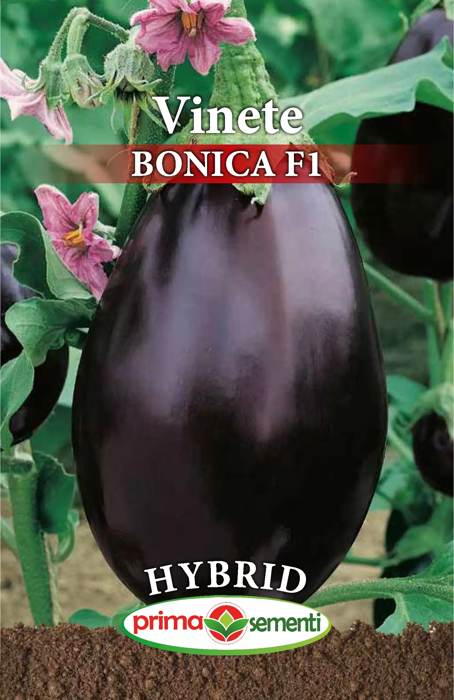 Seminte Vinete Bonica F1 0.1g - Hibrid Profesional Foarte Productiv Violet Inchis si Gustos