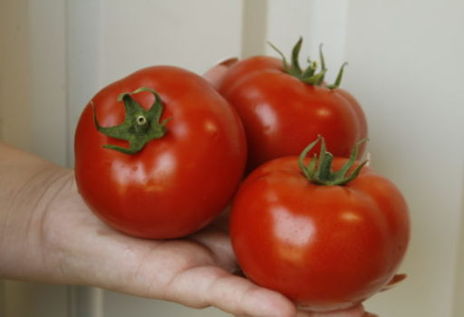 Seminte tomate Alamina [3]