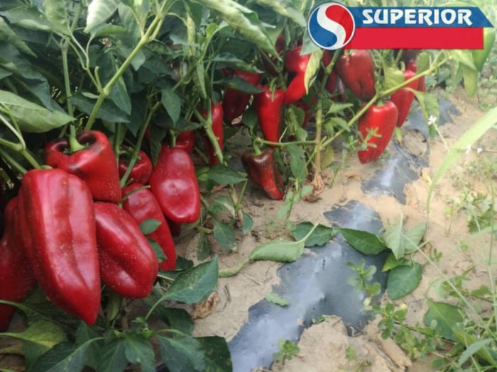 Ardei kapia Ureche de elefant Slonovo Uvo - Superior Seeds [2]