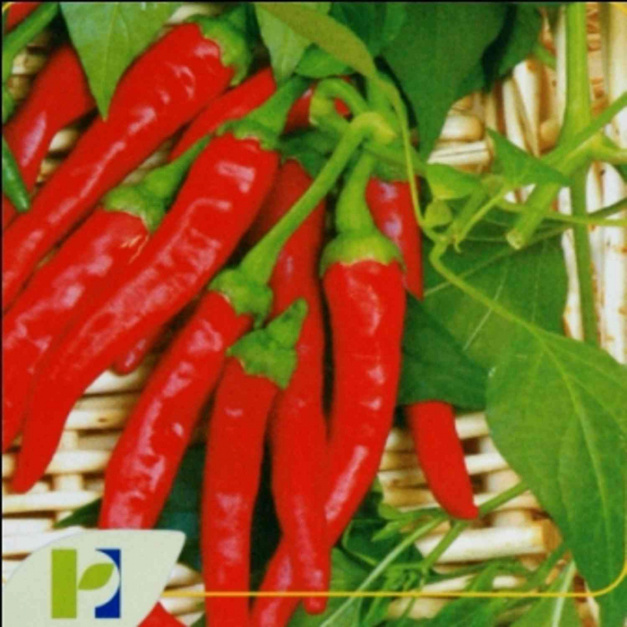 Seminte ardei iute De Cayenne 10 gr [2]