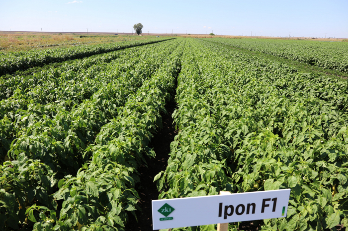 Ardei gras Ipon F1 [3]