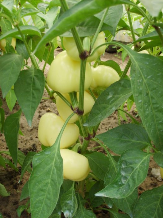 Seminte ardei iute tip mar Alma Paprika 1g - ZKI [2]