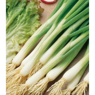 Seminte ceapa White Lisbon,  25 g , PPZ [2]