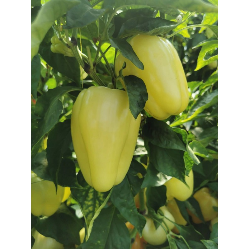 Seminte de ardrei gras Burabella (BW1425) F1, 100 seminte [2]